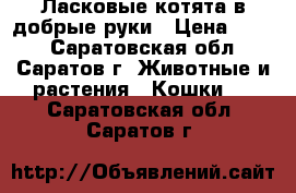 Ласковые котята в добрые руки › Цена ­ 100 - Саратовская обл., Саратов г. Животные и растения » Кошки   . Саратовская обл.,Саратов г.